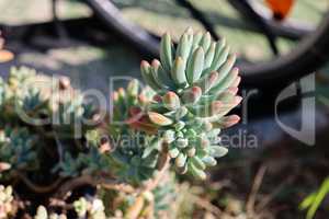 Green succulents and cacti grow on stones