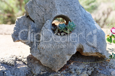 Green succulents and cacti grow on stones