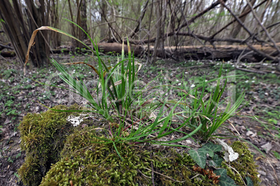 Gras auf einem alten Baumstumpf