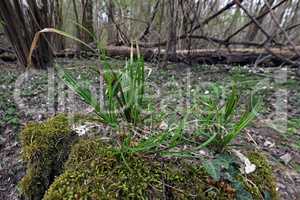 Gras auf einem alten Baumstumpf