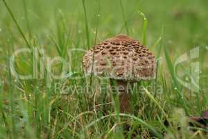 Parasol mushroom grew in a green meadow