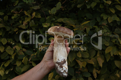 A hand with a huge boletus with a green background