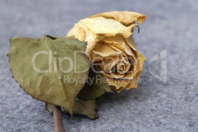 Verwelkte Rosenblüte