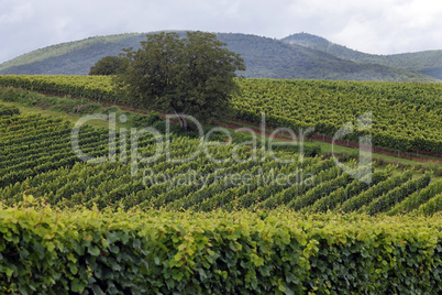 Weinberge in der Pfalz