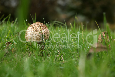 Parasol mushroom grew in a green meadow