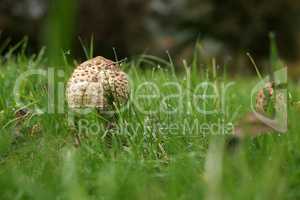 Parasol mushroom grew in a green meadow