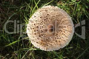 Parasol mushroom grew in a green meadow