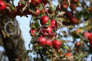 The apples ripen on the branches of the tree