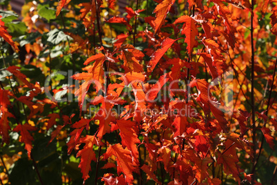 Beautiful leaves on trees in autumn season