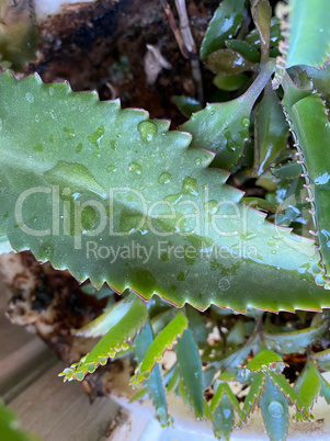 kalanchoe in flowerpot at dry sunny summer day