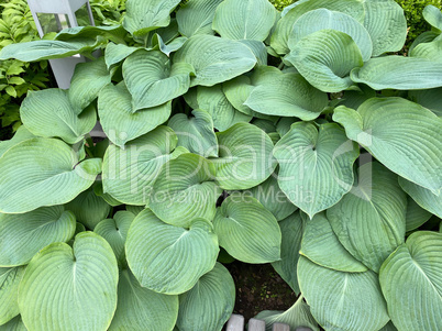 green leafs of grass at dry sunny summer day