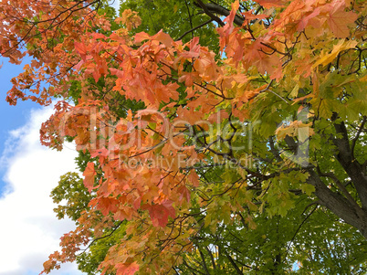 yellow maple leafs on tree at dry sunny autumn
