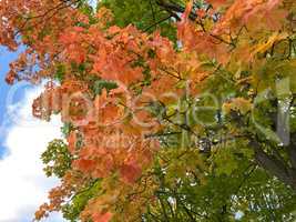 yellow maple leafs on tree at dry sunny autumn