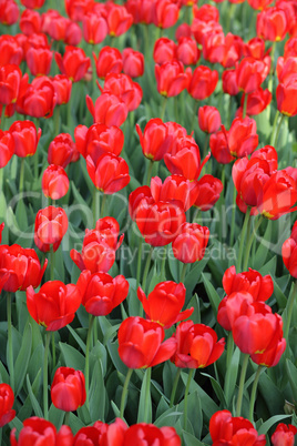 red tulip at spring