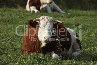 Cows graze calmly on a green meadow