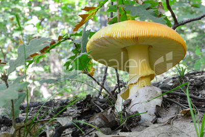 One specimen of well developed Caesar's mushroom, copy space
