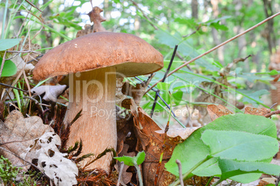 One  Penny Bun mushroom in morning light