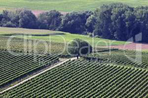 Weinberge in der Südpfalz