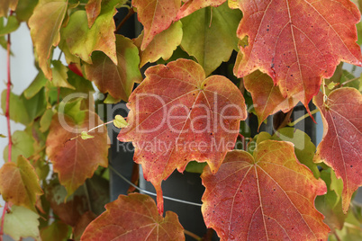 Beautiful leaves on trees in autumn season