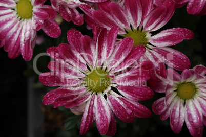 Beautiful autumn flowers of Chrysanthemum of different colors