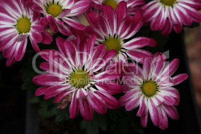 Beautiful autumn flowers of Chrysanthemum of different colors