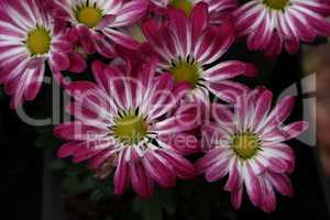 Beautiful autumn flowers of Chrysanthemum of different colors