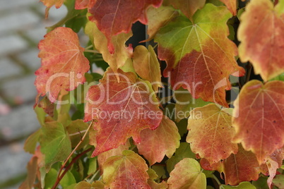 Beautiful leaves on trees in autumn season