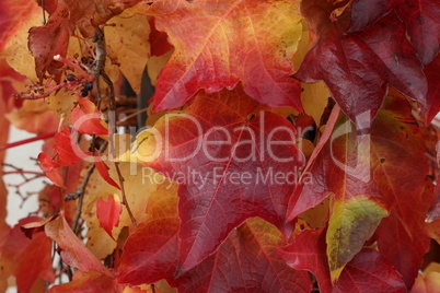 Beautiful leaves on trees in autumn season