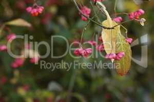 Euonymus europaeus. Pink and red fruits close-up of a spindle tree of a European shrub in autumn.