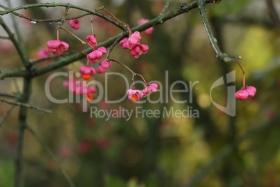 Euonymus europaeus. Pink and red fruits close-up of a spindle tree of a European shrub in autumn.