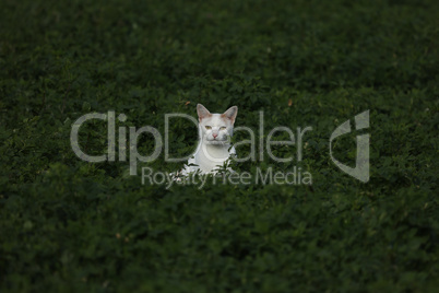 A domestic cat in the field hunting