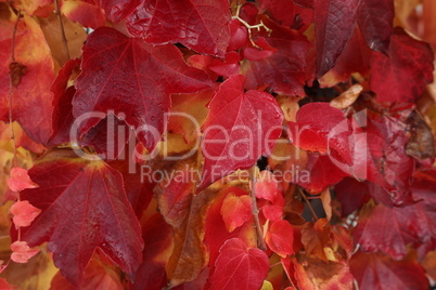 Beautiful leaves on trees in autumn season