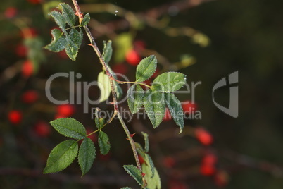 Green branch of rose hips in the morning dew