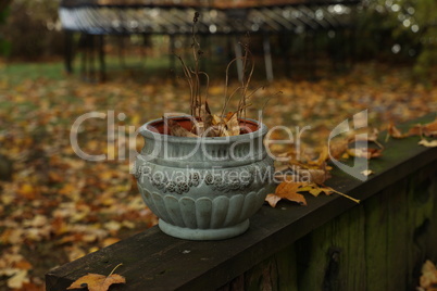 Ceramic pot with plant remains in the garden in autumn