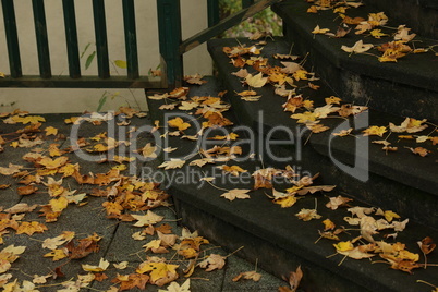 Yellow autumn leaves on the steps of the stairs