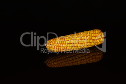 Ripe ears of corn on a black background