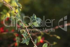 Green branch of rose hips in the morning dew