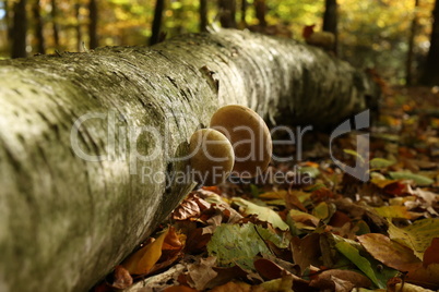 Mushrooms grow on a fallen tree in the forest