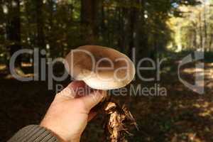 Hand with mushroom on background of autumn forest