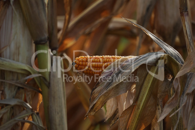 Corn on the cob in the field in autumn