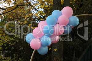 Gender Revealing Party. Blue and pink balloons for the holiday
