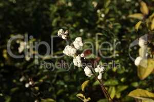 Fruits of the snow berries, symphoricarpos albus