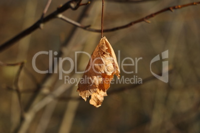 Beautiful leaves on trees in autumn season