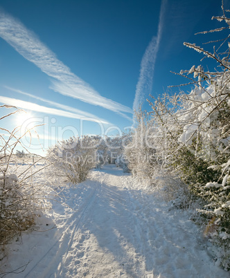 winter landscape