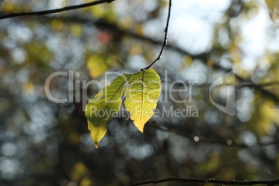 Beautiful leaves on trees in autumn season