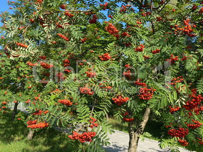 image of many ashberry at dry sunny day