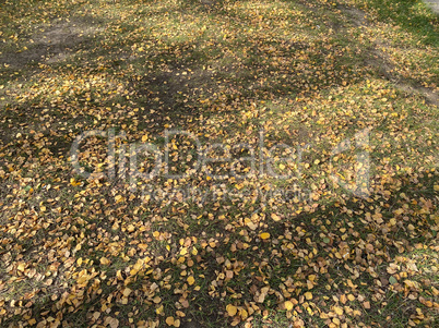 Yellow birch Leafs on Grass at dry sunny fall day
