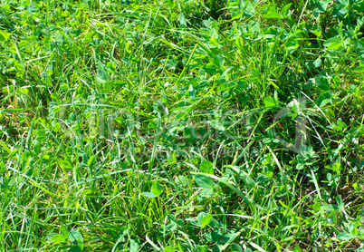 green clover grass at dry sunny summer day