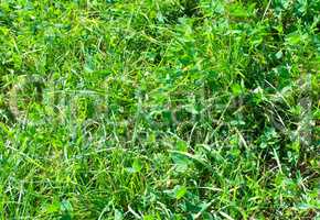 green clover grass at dry sunny summer day