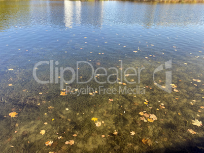 Yellow Maple Leafs on Water at Dry Sunny Autumn Day